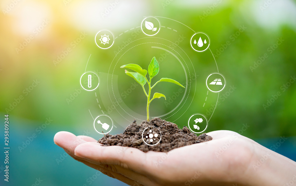 hands in soil with plant