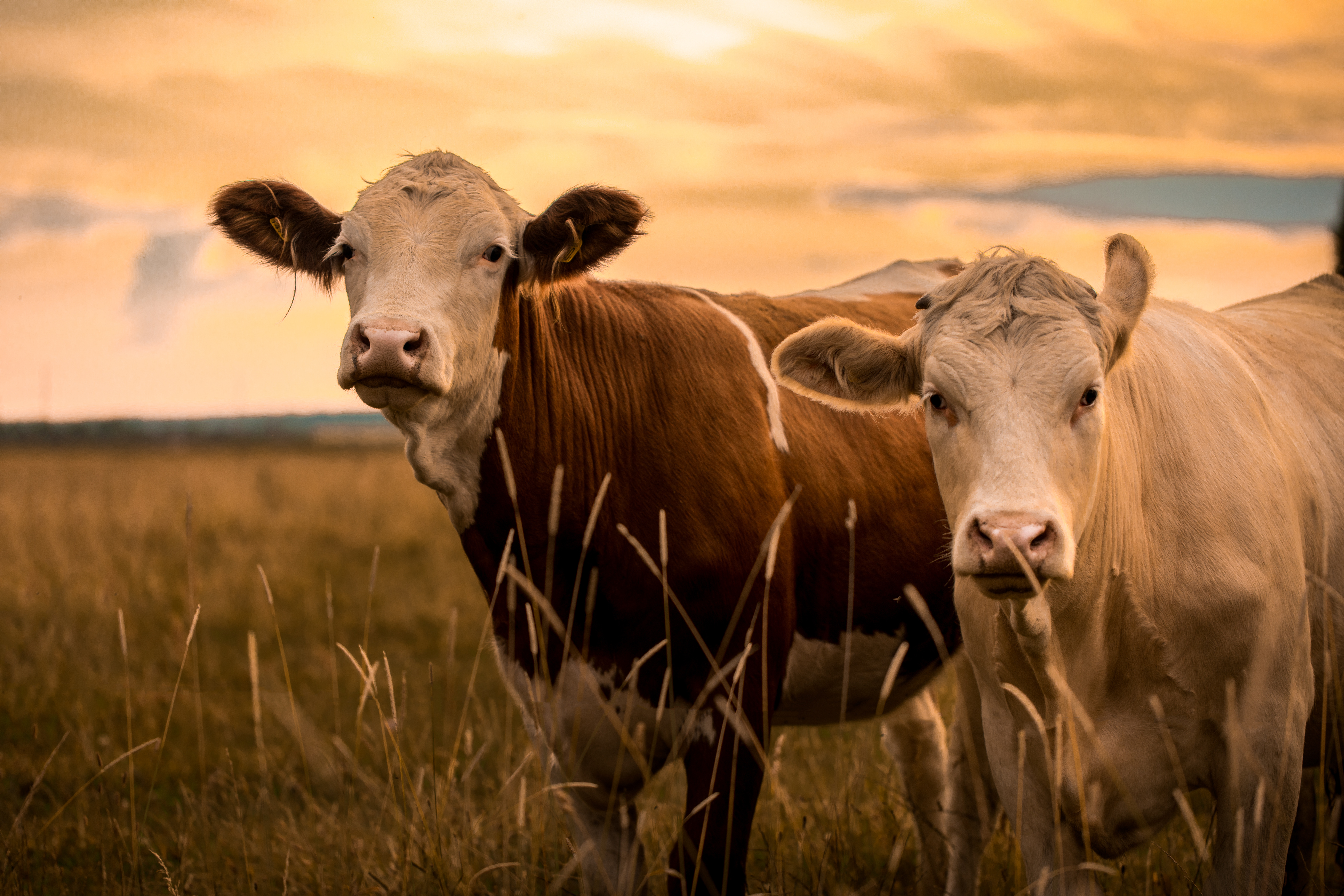 cows in a field