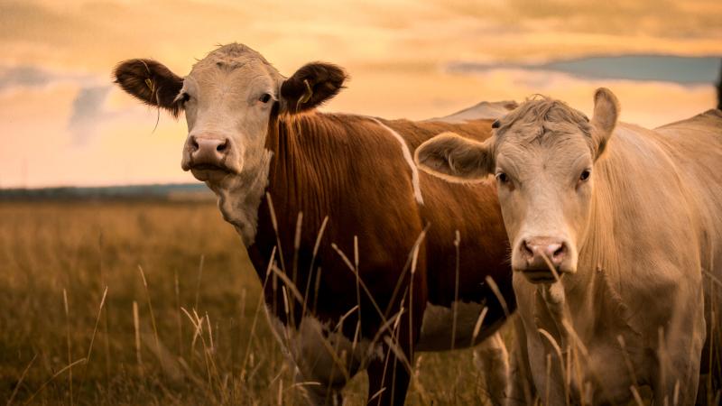 cows in a field